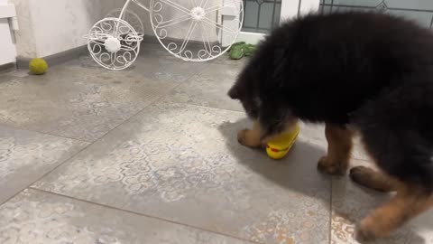 What does a German Shepherd Puppy do when a Cat doesn't want to play
