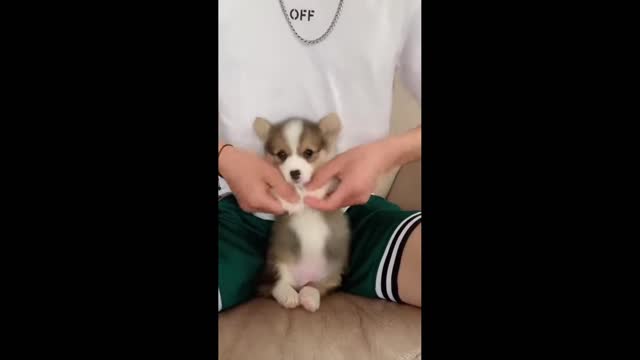 Cute Little-Dog