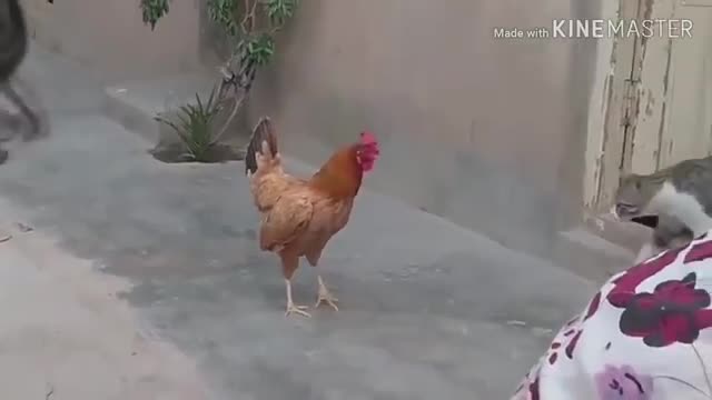 Dog vs Rooster Chicken!