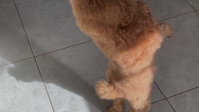 A Poodle Standing and Dancing on its Hind Legs