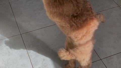 A Poodle Standing and Dancing on its Hind Legs