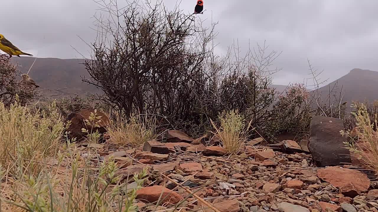 Birds Feeding in the Karoo National Park, South Africa