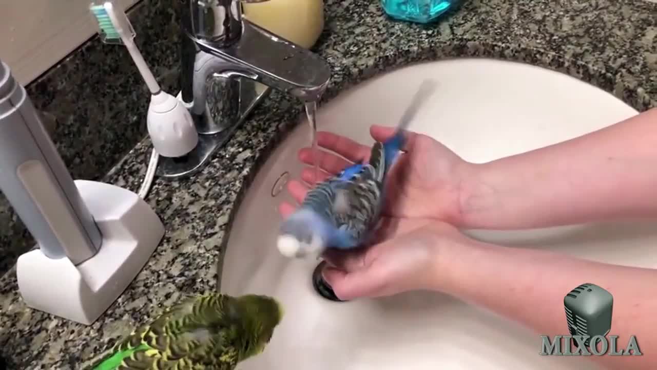 Cheerful Parrot