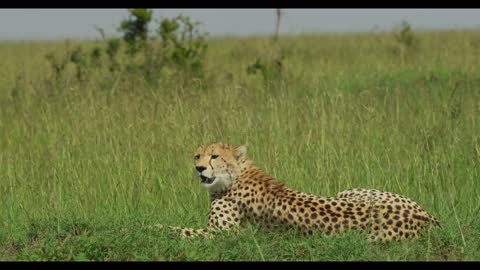 A leopard lay panting on the grass