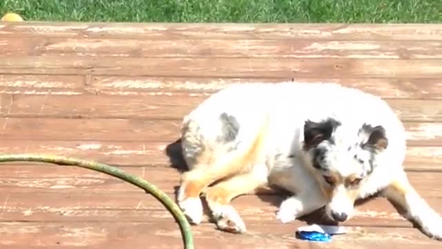 White dog has blue sticker stuck on butt on wooden porch