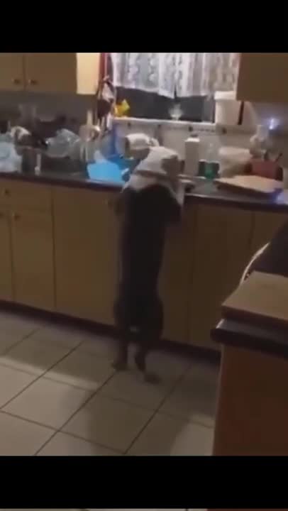 🤣 Funny dog videos try not to Laugh clean 🤣 5