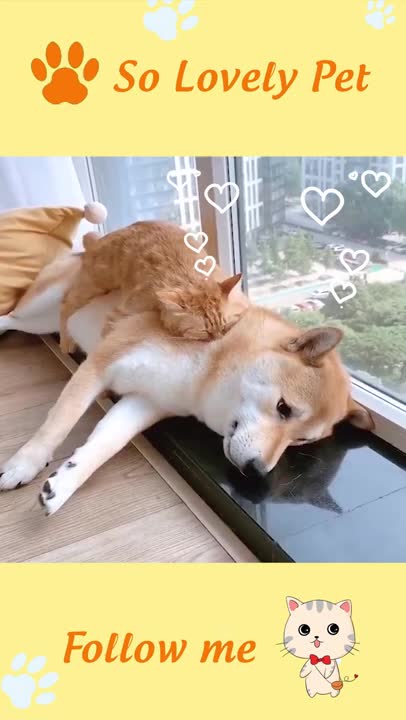 FUNNY AND CUTE ANIMALS