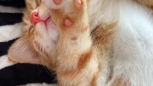 The little orange cat likes to lie down and sleep, just lick it