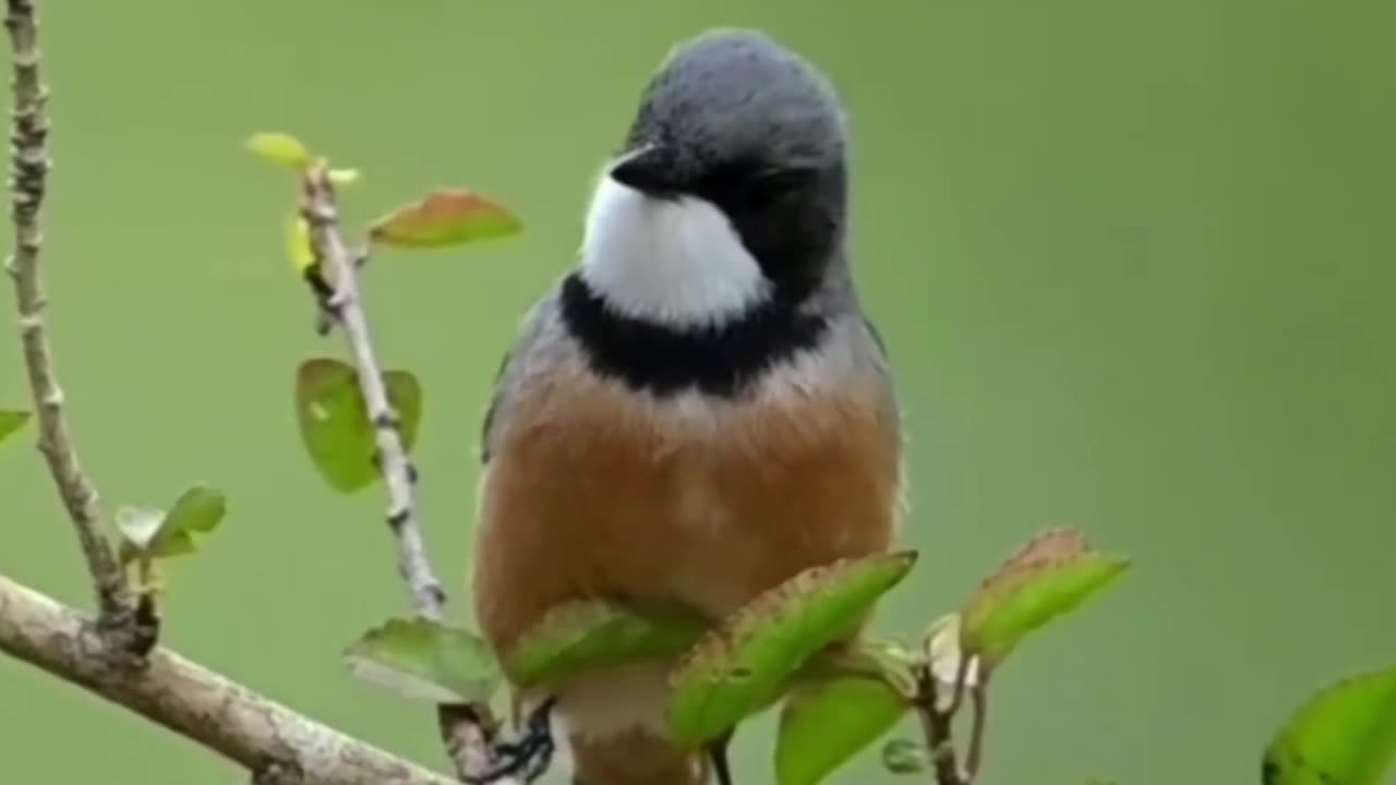 My