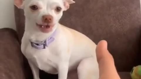 Angry dog gets mad and owner