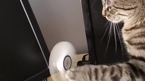 Feline Has Fun with Fan