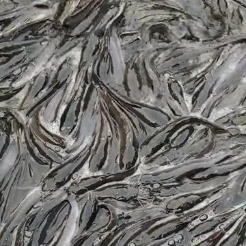 Catfish | so many catfish | catfish feeding