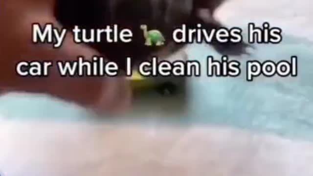 Turtle loves to drive his little car around..🐢