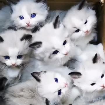 Hallo!!! who wants a baby cat?