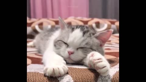 Funniest Animals - Best Of The 2021 Funny Animal Videos #81