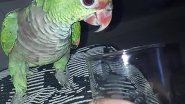 My Parrot is addicted to Coca Cola