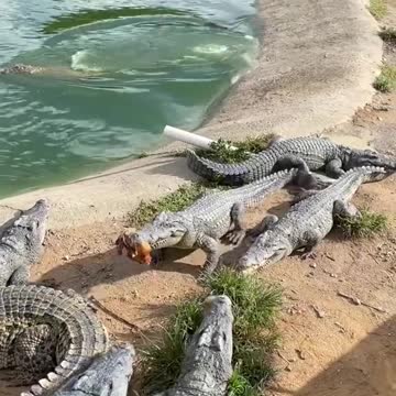 Cruel Farmer Feeds Live Chicken To Crocodiles 🐟 #shorts
