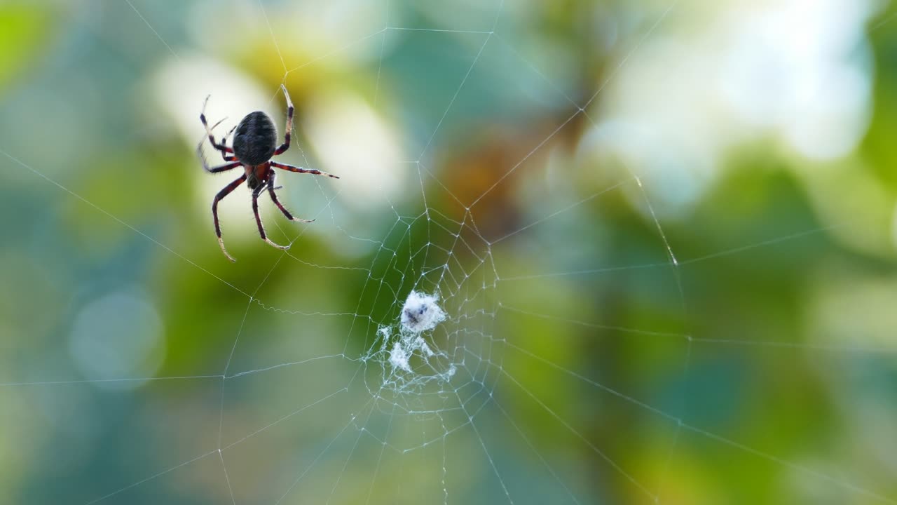 A Spider Building A Web