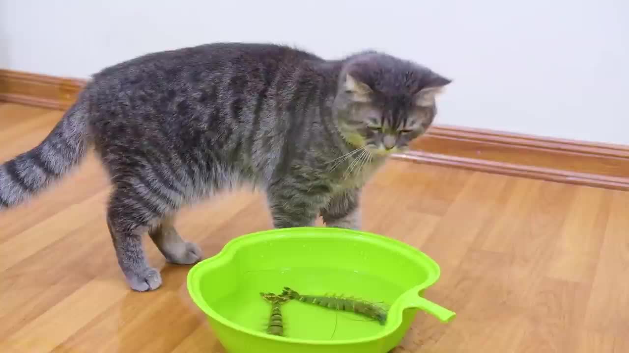 Cat VS shrimp