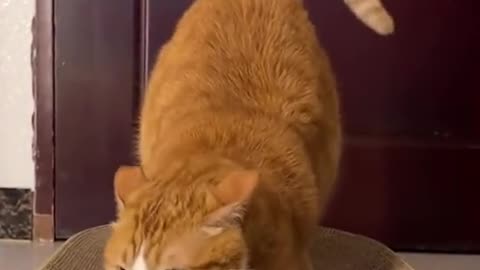 The cat is very comfortable when its owner gives it a massage