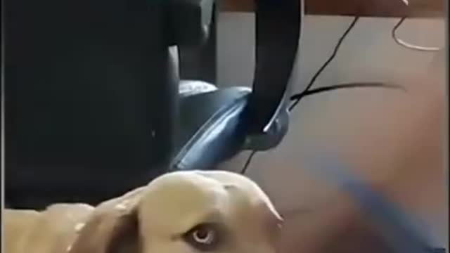 Cute Dogs Reaction / Funny video