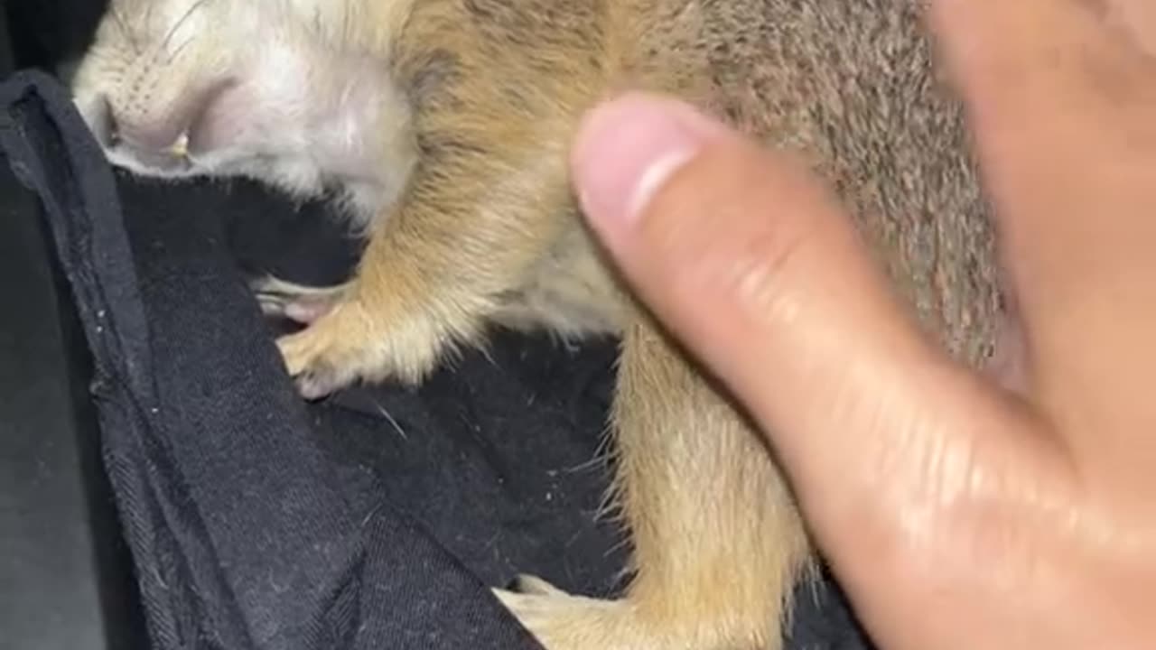 Zzzzz ...