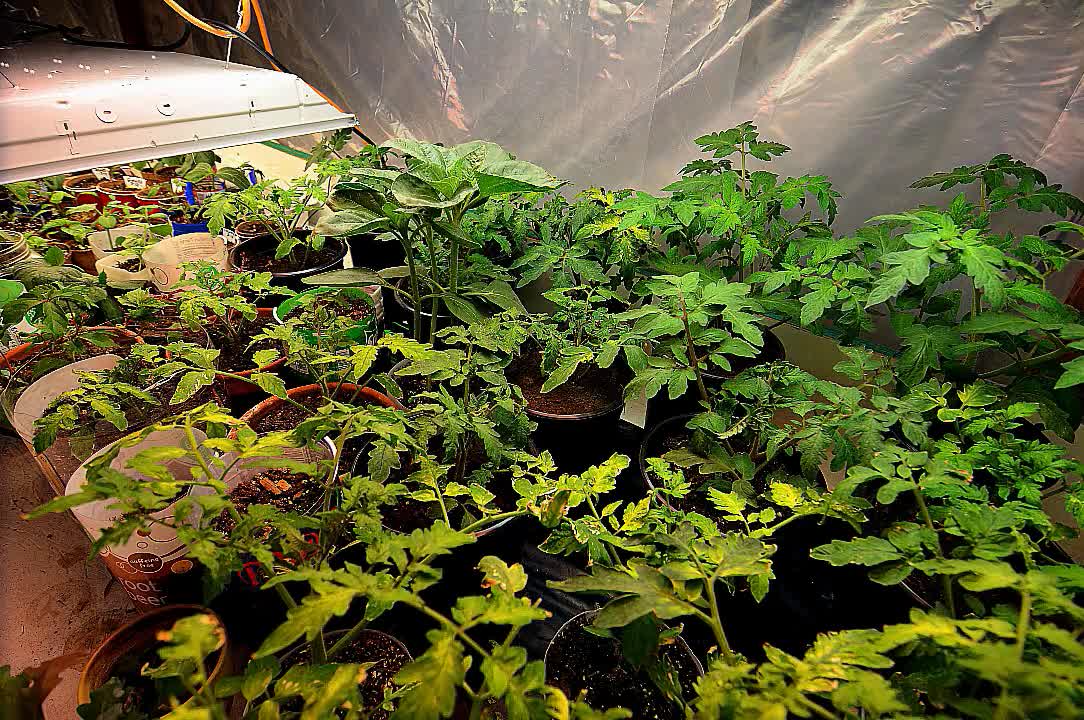 Time Lapse of Tomato Plants Dancing