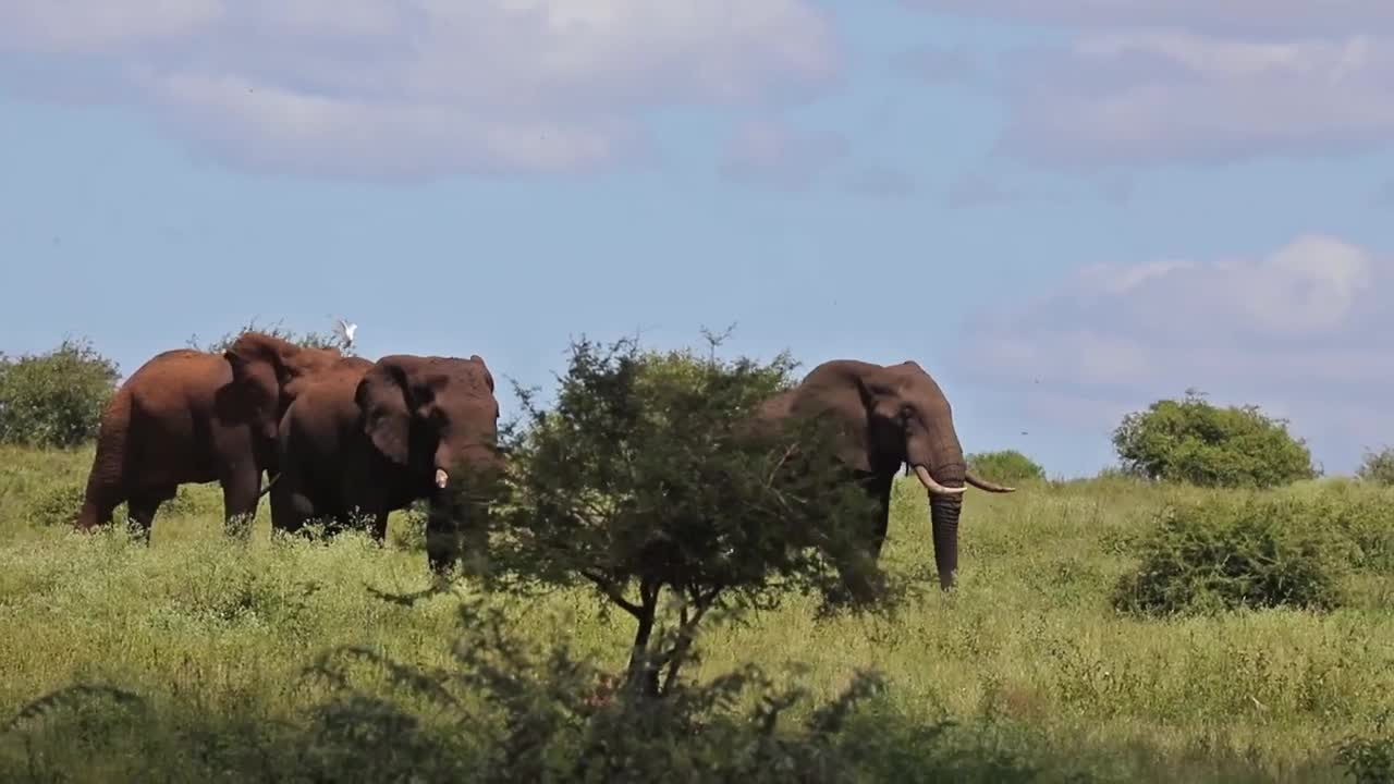 Large Tusked Elephants Roaming The Wilderness In Africa