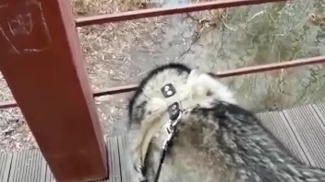 A curious husky is watching a mouse