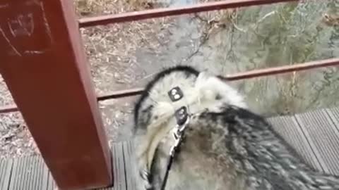 A curious husky is watching a mouse