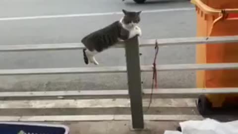CUTE CAT - CUTE ANIMAL VIDEOS _ Cat Training 2022