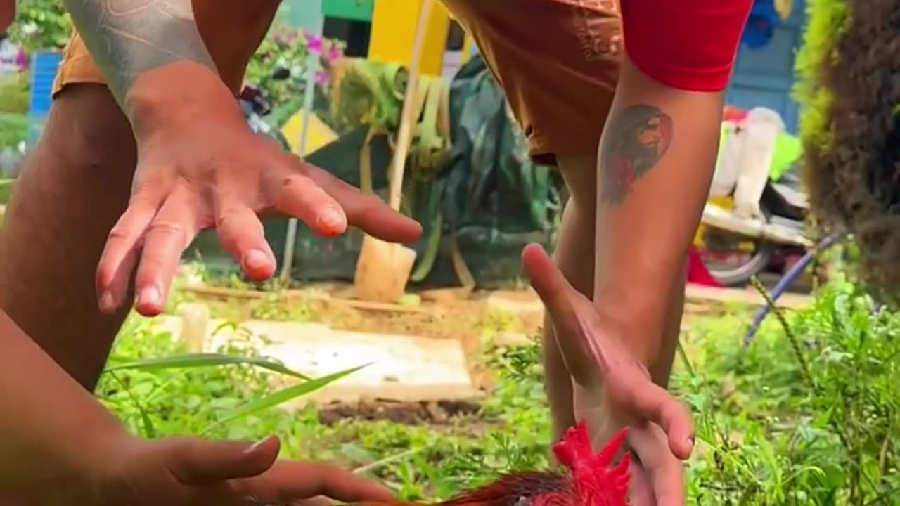 How are these two boys catching this red chicken?