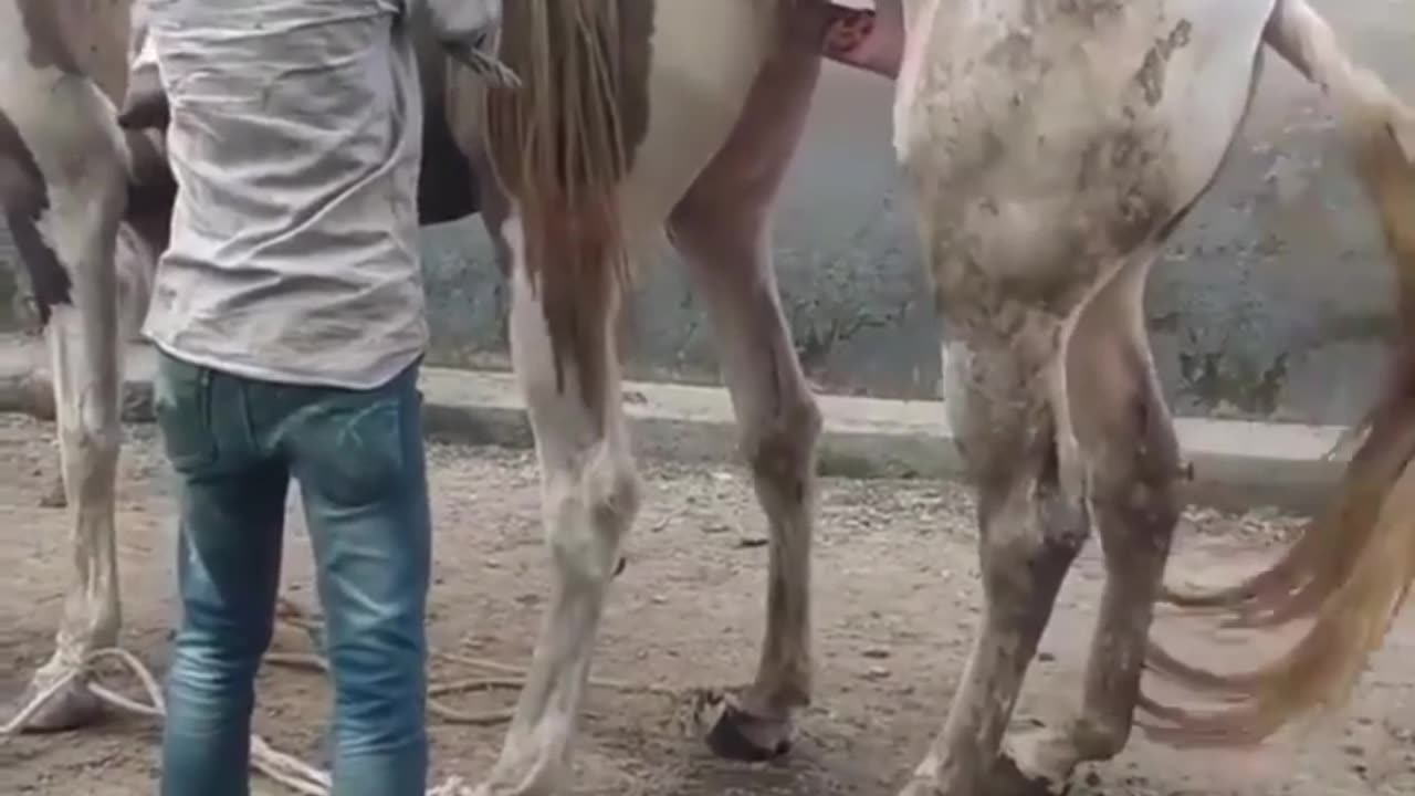 Horse mating 2