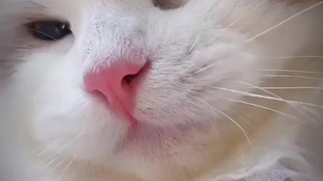This cat literally melts hearts while meowing 🥺❣