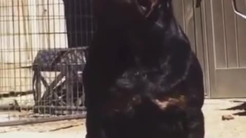 Don’t mess with the big rottweiler (jor)