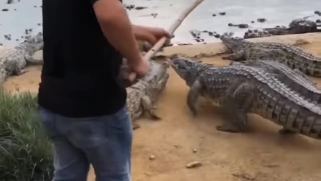 Hunting crocodile funny videos