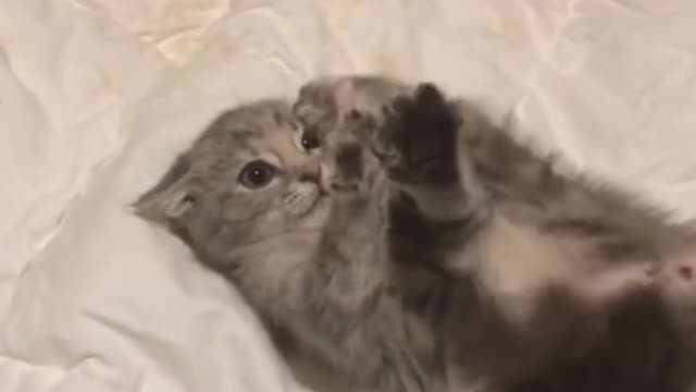 Cat attrected video funny .....