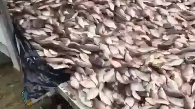 This is a beautiful and charming water-dwelling species