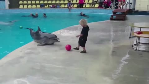 dolphin came to play with me