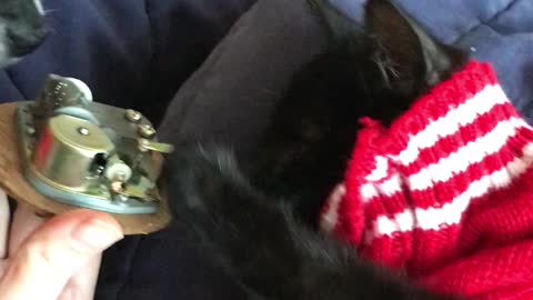 Cute kitten falls asleep to music box