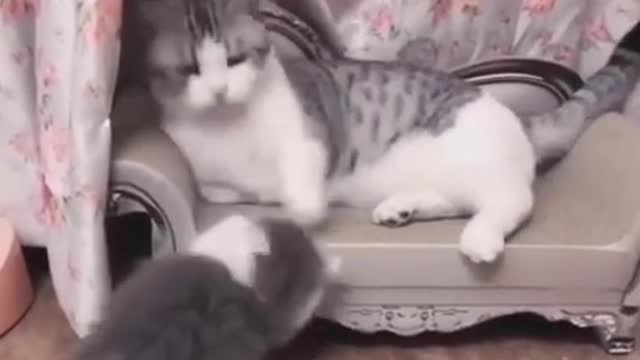 Funny cat reaction videos | Cat Training Tools #shorts