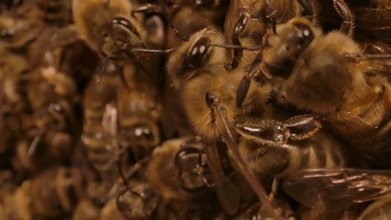 Hive Full Of Honey Bees Macro