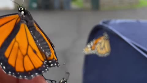 THE MALE AND THE FEMALE BUTTERFLY EXPLAINED