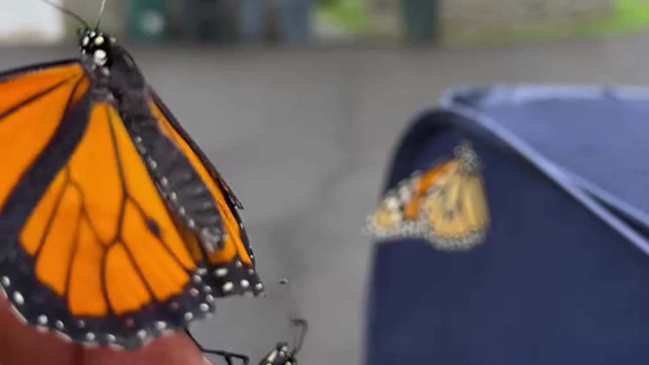 THE MALE AND THE FEMALE BUTTERFLY EXPLAINED