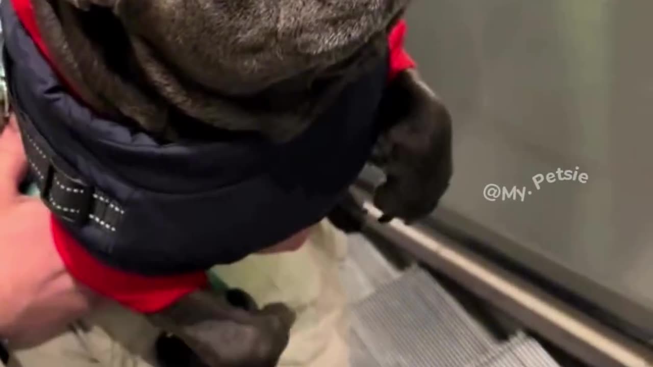 Escalator Adventures: When Brave Pups Turn into Babies