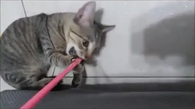 Kitten playing with fishing toy