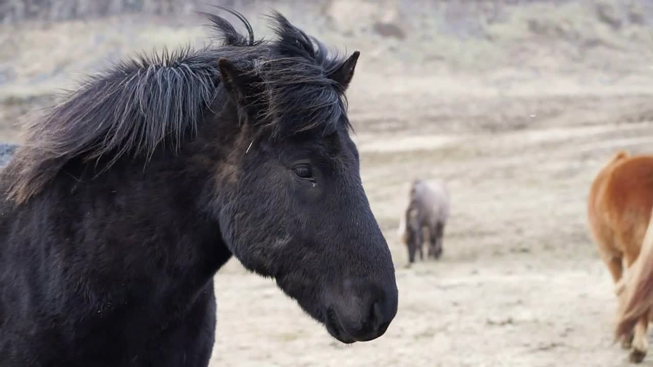 Close up shot of Icelandic horses head shot