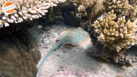 Sea Beauty || Amazing Life Forms