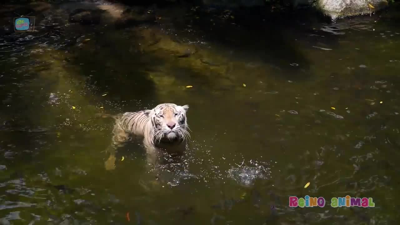 Animais Carnívoros, Leão, Tigre, Cachorro, Gato, Sons de Animais....