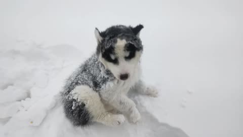 Husky Puppy Rescued by Kind-Hearted Man